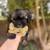 Puppy small 1 thumbnail