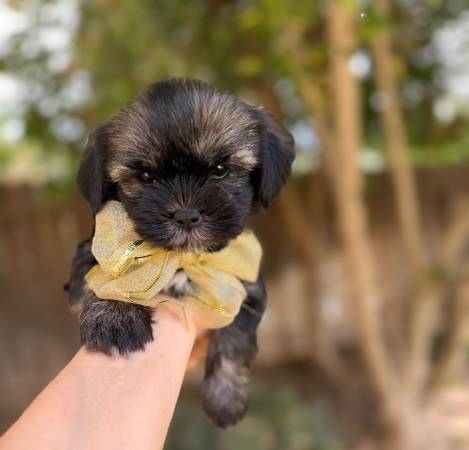 Puppy small 1