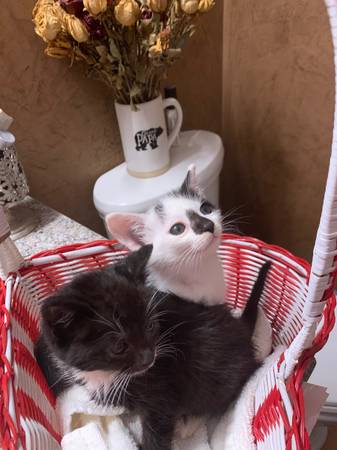 5 1/2 week old kittens (Federal way)64032525138306121