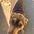 3 year old Australian kelpie mix needs rehoming ***free*** 5 thumbnail