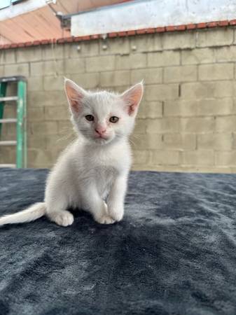 Playful Kittens Need Loving Homes (Los Angeles)63829899999873123