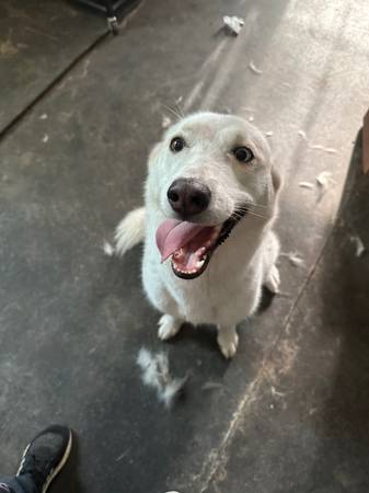 Husky completamente blanco63774332157057121