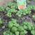 Free living sweet basil plants 3 thumbnail