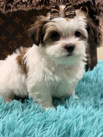 malripoo males (Hollywood)63936141587459121