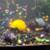 Mystery Snails for Sale – Healthy Aquarium Snails 8 thumbnail