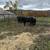Organic angus heifers 1 thumbnail