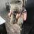 Silver Lab Puppy 4 thumbnail