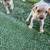 Chihuahuas 5 thumbnail