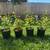 Native Plant: Oceanspray (Holodiscus discolor) 3 thumbnail