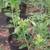 Blueberry plant sale! 1 thumbnail