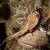 Taxidermy Man cave decor. $225 each. 1 thumbnail