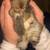 Baby Mini Lop bunnies 4 thumbnail