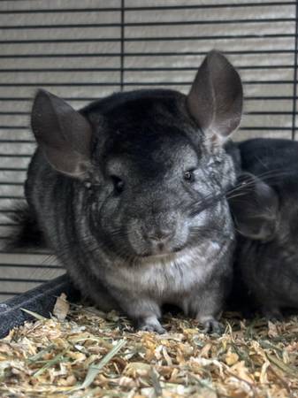 chinchillas rehoming (San Jose)63861571316099120