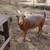 Nigerian herd 3 thumbnail