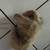 Lionhead lop bunnies 2 thumbnail