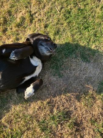 2 dogs, fixed females63916333979395123