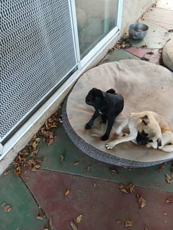 Pugg pupps (Vista)63894602749570121