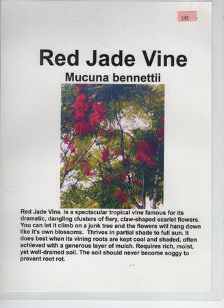 Red Jade Vine 1