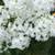 White Phlox & Black Eyed Susan Perennials in Bloom From Private Garden 1 thumbnail