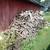 firewood 1 thumbnail