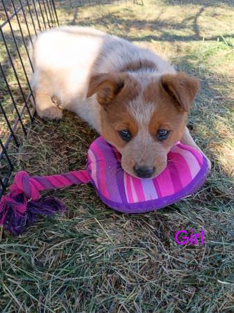 Heeler puppies63761970801539120