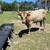 Charolais 7 thumbnail