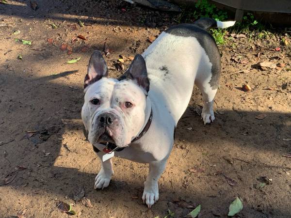 Rehoming American Bully (Sacramento)63962573591555122