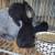 Pedigree Silver Fox Rabbits 7 thumbnail