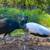 Peacocks and Peahens 3 thumbnail