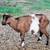 7 nigerian dwarf goats 6 thumbnail