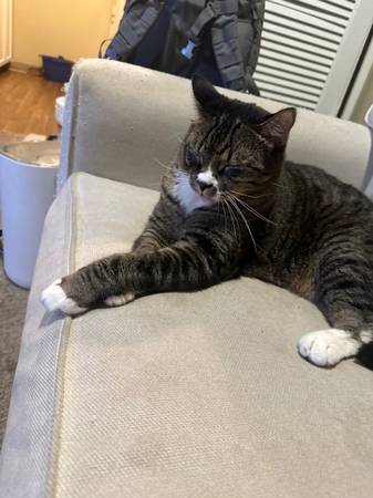 Lost Cat - Stitch. Gray tabby - Arvada, CO (Arvada)63679587360003121