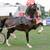Horse 2y Reg 1/2 arab by Multi-National Champion Dutch Harness Horse 4 thumbnail