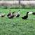 Ducks 6 thumbnail