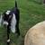 ADGA Bucklings 3 thumbnail