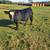 black angus simmental beef bull 1 thumbnail