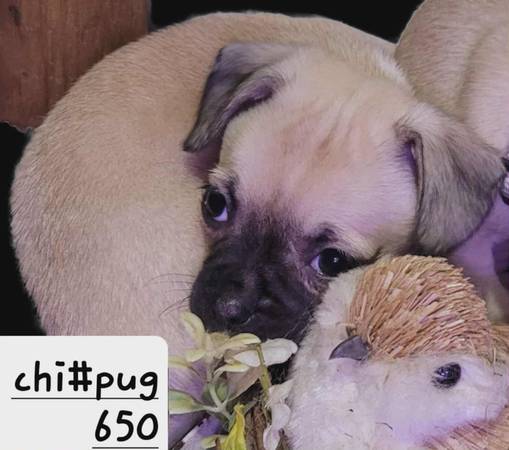 Pup N Crate64184332444163122