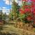 Buildable Land On Private Lake North of Eagle River, WI 15 thumbnail