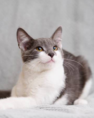 Cats & kittens today (Saturday) at Sunnyvale Petco! (sunnyvale)64188537218178123