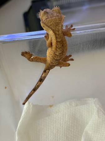 Juvenile crested geckos for rehome (Bastrop)63866871671809121
