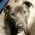 Great Dane/Mastiff Mix, Pitbull, German Shepherd 2 thumbnail