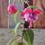 Hardy Fuchsia Plants 7 thumbnail
