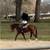 Gelding horse for sale 1 thumbnail
