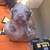 Long-haired dachshund 6 thumbnail