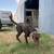 AKC Registered Silver Lab 2 thumbnail