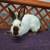 Himalayan Rabbit 4 thumbnail