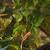 Crested geckos- 3 young unsexed 3 thumbnail
