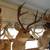7 MULE DEER SHOULDER MOUNTS 6 thumbnail