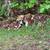 Pup in need of home 1 thumbnail
