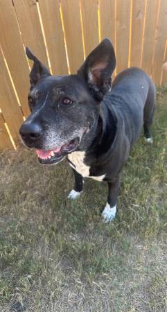 LOST DOG - German Shepherd Dog, Labrador Retriever - $$ Reward $$ (Georgetown, TX)64024397197569120