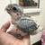 Baby black headed caique 2 thumbnail